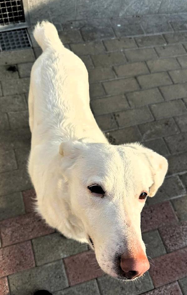 GENNA CAGNOLINA METICCIA Foto 6